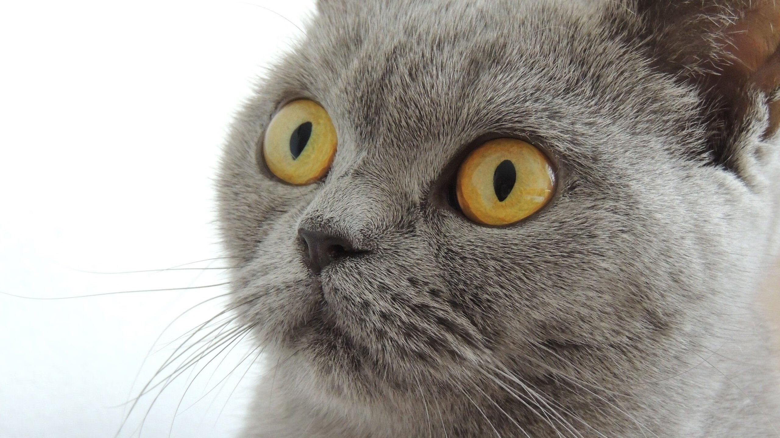 “武汉马拉松赛：每一秒都决定命运”