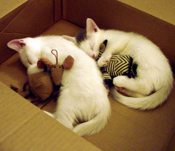 校园足球活动长期受限于硬件环境落差，校园足球存在的问题及其解决方法