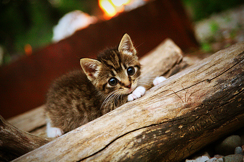 西汉姆联中场拦截成为球队新利器,西汉姆连队