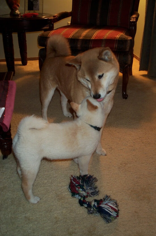 “胡利安·门德斯：阿根廷美洲狮队的无畏战士，未来成就不可限量”