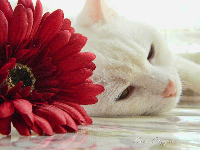 “萨尔·巴赫激励南非橄榄球：年轻力量崛起”