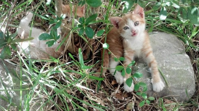 乐鱼体育在线-拉恩：全黑队外线的“极速狂飙”，突破防线让对方防不胜防