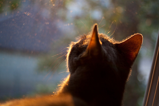 汉堡篮球赛火热进行，欧洲青年队伍激烈厮杀